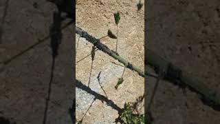 Colony of aphids #black ants