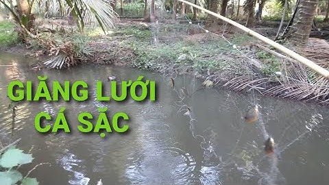 Giăng lưới cá sặc và hái rau càng cua làm bửa cơm chiều ăn nức bao tử || Câu cá thiên nhiên