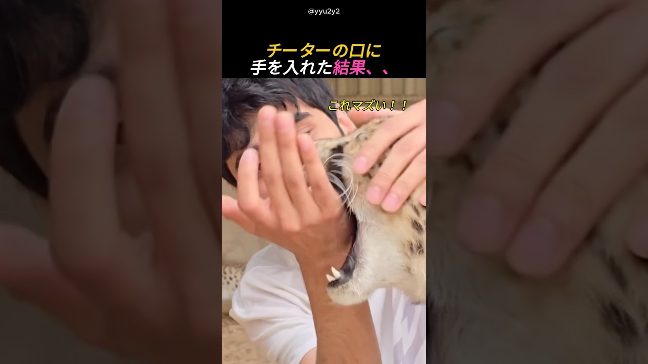 チーターの口に手を入れた結果、、