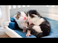 Suddenly Refusing Milk! Tube Feeding a Kitten with Unknown Cause