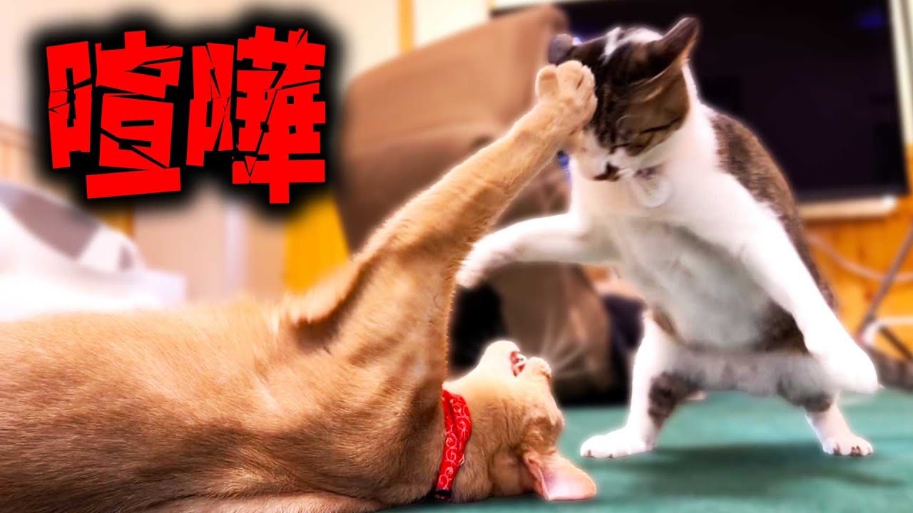 おりぁあああ!!!!!