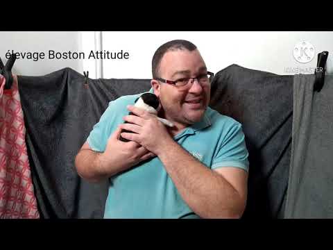 Vidéo: Boston Terrier: Quelle est la taille et le poids moyens?