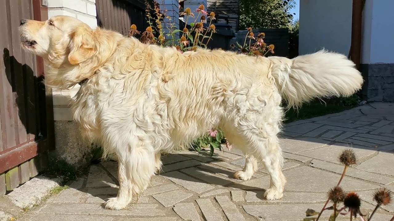 Golden Retriever barking