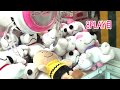 UFOキャッチャー　とれそうでとれないよ～(´;ω;｀)　チャーリーブラウン Japanese crane game