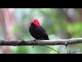 Red-capped Manakin | Ceratopipra mentalis