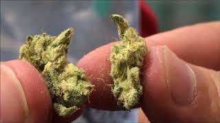 Recreational Cannabis Review of Gorilla Warefare By Mr. Toker