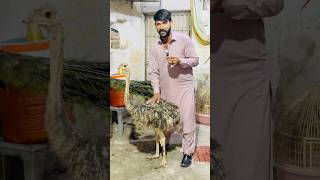 New entry in my pets planet 🫣biggest birds #animal #zoo #animals #ostrich #babyanimals #short 🦚🦢