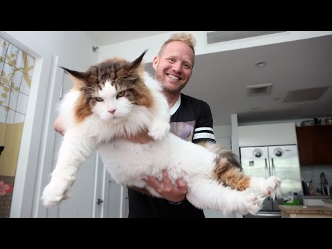 4ft Long Samson Is New York’s Biggest Cat