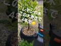 レモンの鉢植えをコンパクトに #みかん専門 #レモン#盆栽 #ガルディナ#GARDENA