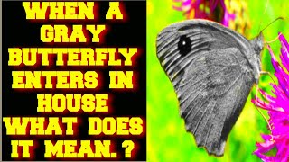 WHEN A GRAY BUTTERFLY ENTERS IN YOUR HOUSE WHAT DOES IT MEAN ?