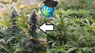 FLASH THROUGH A Low-Nutes Grow! - Ft Viparspectra P4000