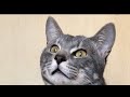 顔だけの猫を見て驚く最初の猫
