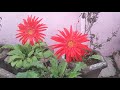 Gerbera Daisy flower at home 🏘️