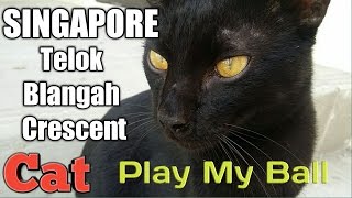 Singapore Telok Blangah Crescent Cat  Play My Ball