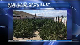 Outdoor illegal marijuana grow busted in eastern Pueblo County