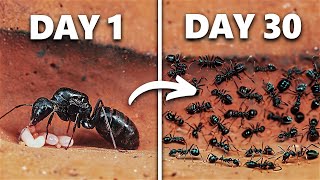 Maine 30 Dinon Tak Ant Colony Simulate Kiya! screenshot 5