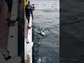 【ギャフ失敗】マグロ釣り反省の一日 #キハダマグロ #fishing #釣り #相模湾