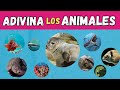 Adivina el Animal Correcto 🧐 | ESPECIAL Animales Acuáticos 🐳🐠|