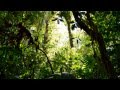 Pura Vida - Costa Rica (Plantas, flores y Musica Costaricense)