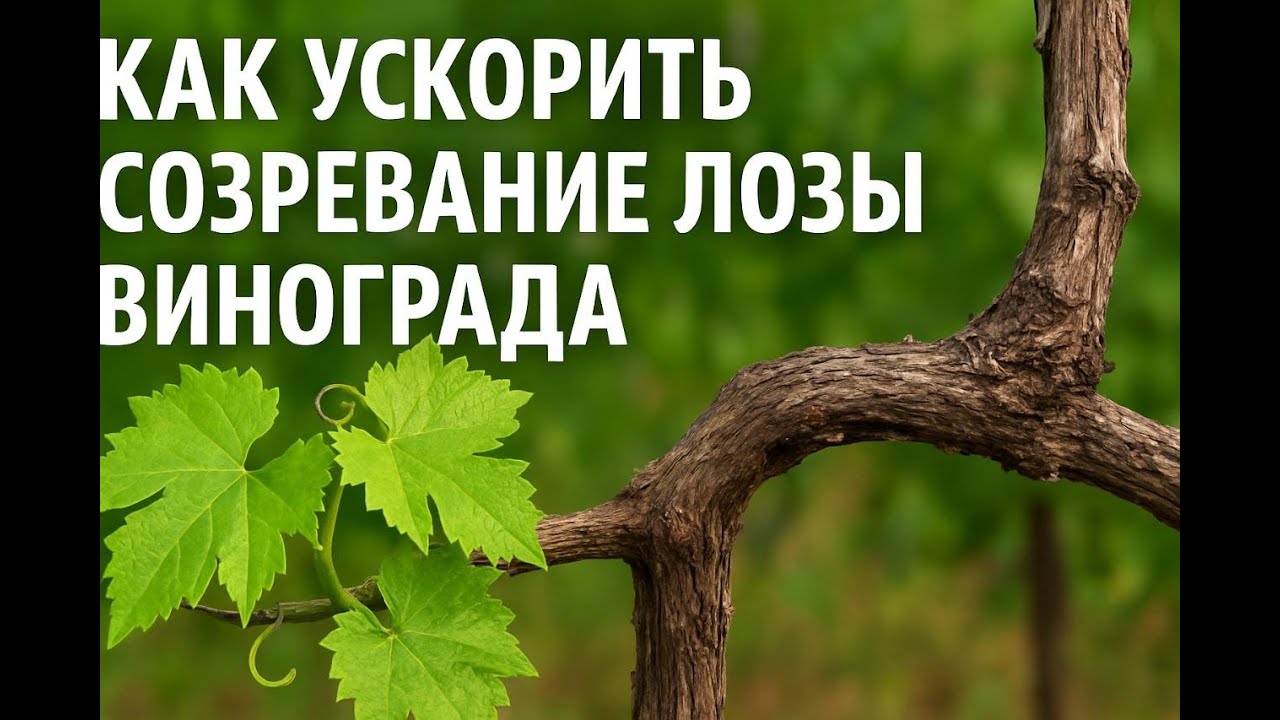 Как ускорить созревание лозы винограда  Вся правда о Монофосфат Калия