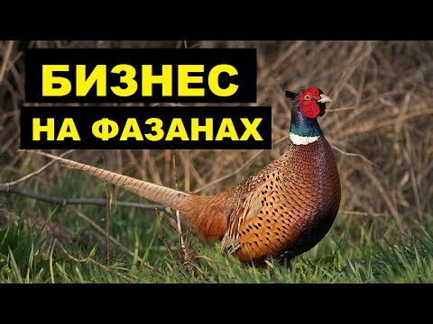 Как разводить фазанов в домашних условиях для начинающих