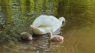 Two cygnets