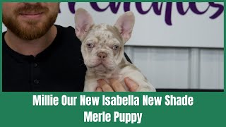 💎 Millie our Isabella New Shade, Merle Carrying Fluffy French Bulldog. Very rare exotic colors 💎