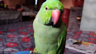 Mera Parrot Akele Me Bolta Hai Chupke Chupke 