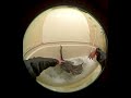 ①世界初⁉ 飼い猫のシャワー体験をチラ見せ💦これは…本編がヤバい。📺 本編はVR180の8Kバージョンで公開中！→➤🐱【8Kバイノーラル録音 猫風呂】を押してね‼👇 #VR #vr