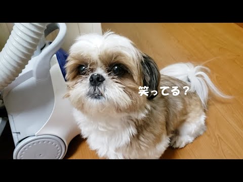 シーズー犬【決めポーズをしてるのに鼻が残念だったシーズー】がこちら【犬Vlog】＃シーズー＃シーズーのふくちゃん＃shihtzu