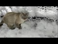 Gatito jugando en la nieve gato primera experiencia con en la nevada histórica en Madrid