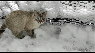 Cat playing in the snow for the very first time in Madrid by Cat stories 113 views 3 years ago 1 minute, 13 seconds