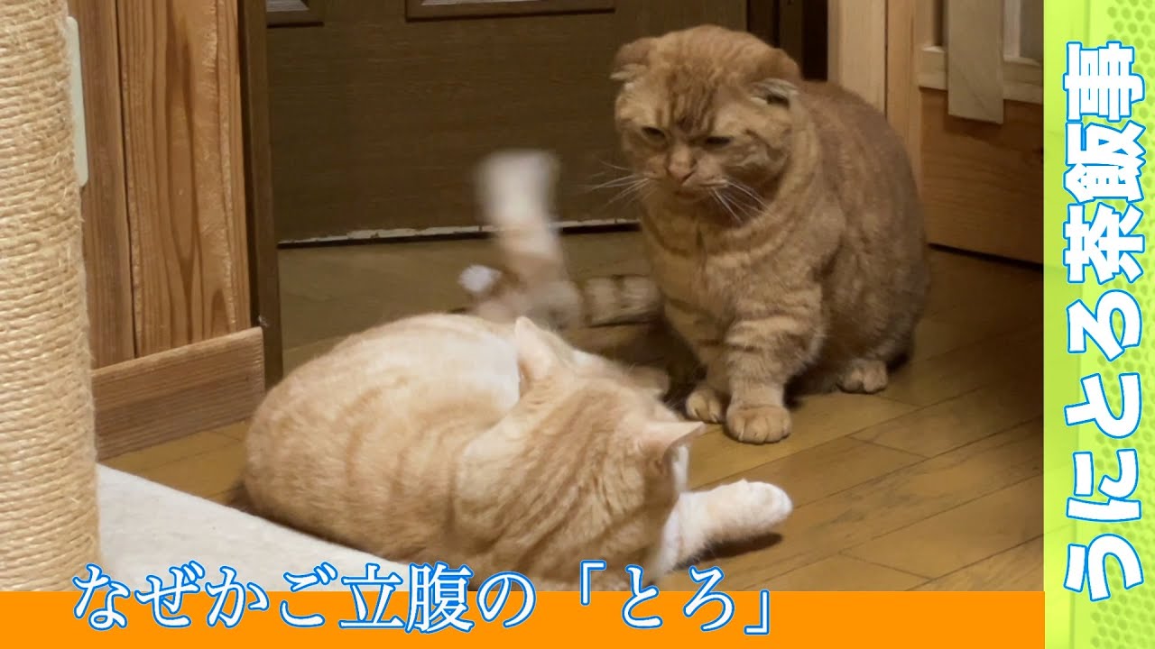 うにとろ茶飯事802　一触即発のうにとろ　〜マンチカン「とろ」と「うに」の日常風景〜　猫動画