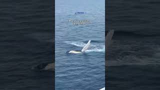 #Whale encounter in #Antarctica