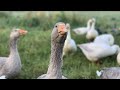 My Simple Backyard Grazing System (for Geese)