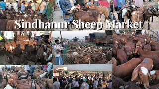 Every Monday Sindhanur Sheep market kenguri Sheep's Special