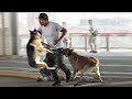 These Are 10 Amazing Things Dogs Do Naturally