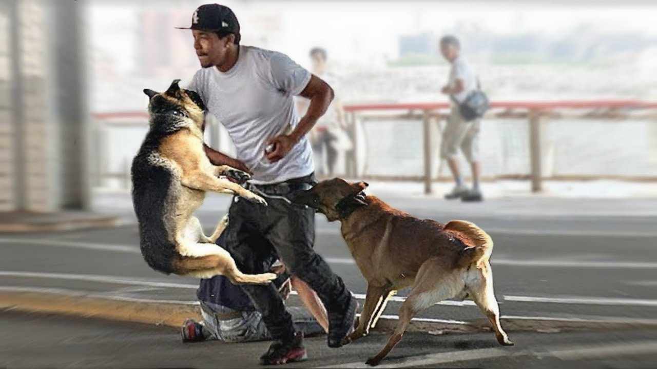 These Are 10 Amazing Things Dogs Do Naturally YouTube