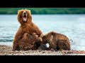 7 фактов о медведях, о которых вы точно не знали!