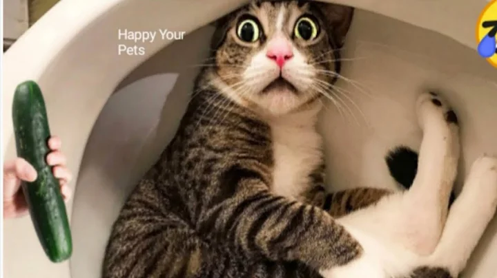 Video 10883991: pets hilarious cat, cats dogs pets laugh, cat dog animals pets, cat dog pets happy