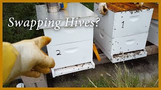 Honey Bees - Swapping Positions to Balance the Hives (using hive drift) - GSB S2 E4