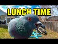 Pigeon Enjoying It's Lunch
