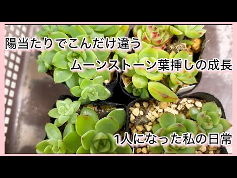 多肉植物]ムーンストーン黒ポット葉挿しの陽当たりの差^_^1人になった