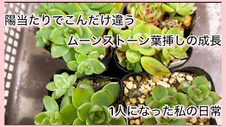 多肉植物]ムーンストーン黒ポット葉挿しの陽当たりの差^_^1人になった