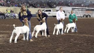 2015 Oklahoma Youth Expo Grand Goat Drive