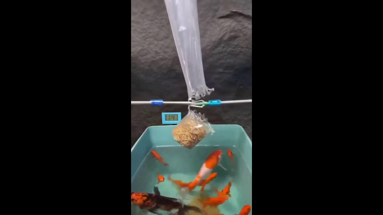 СТРИМ ШОРТС ИГРАЕМ