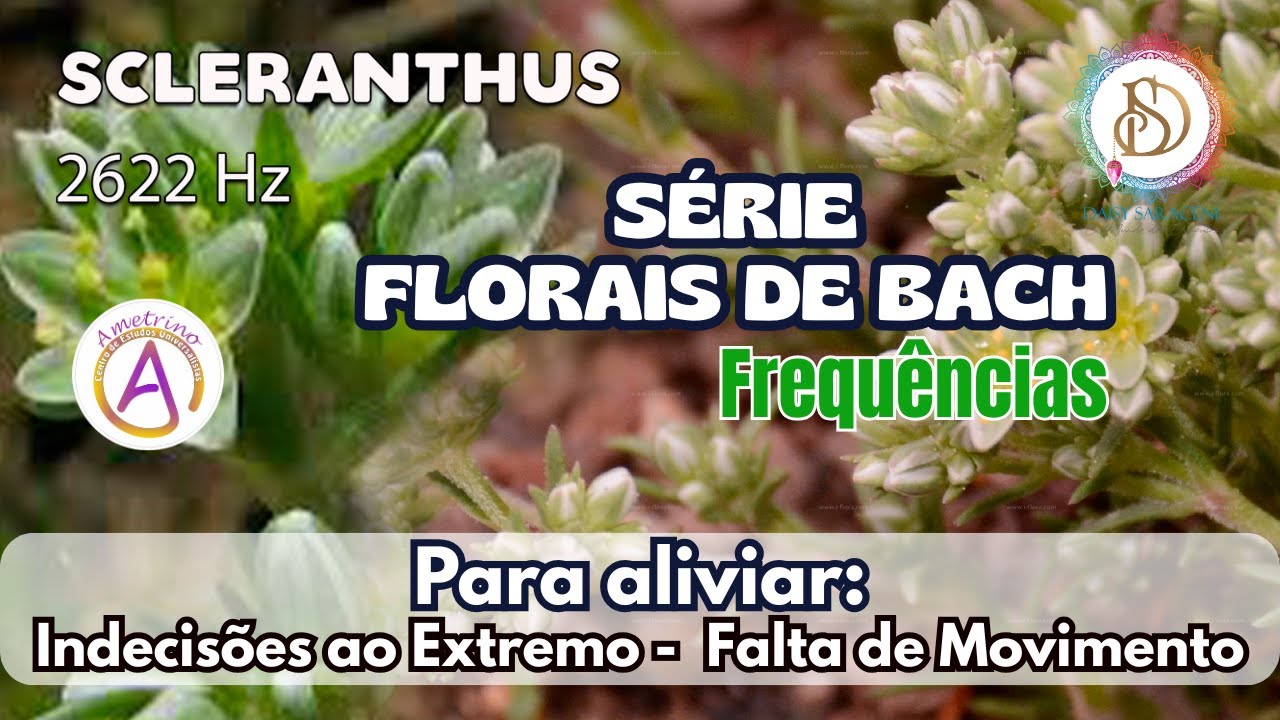SCLERANTHUS  - FLORAIS DE BACH - Alivio p Indecisões ao extremo, falta de movimento.