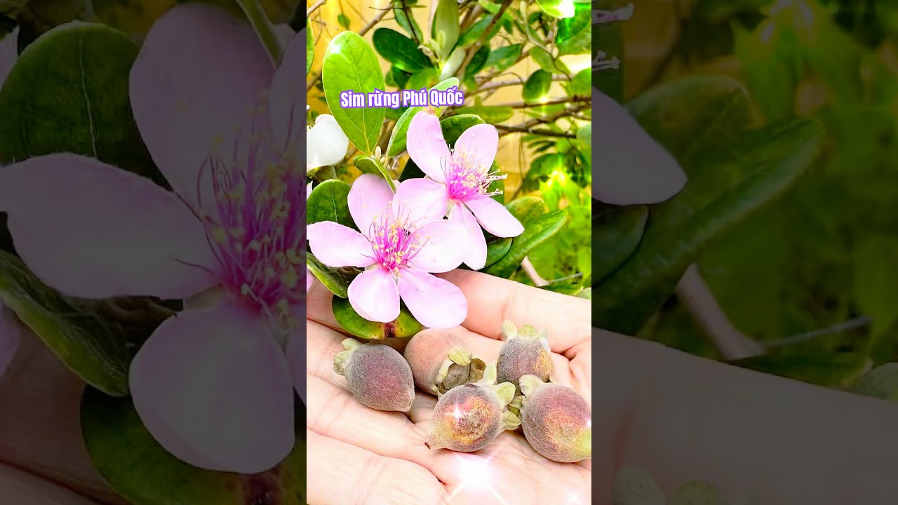 Rượu sim Phú Quốc 🍷 | Phu Quoc Sim Wine
