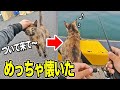 【釣り】猫ちゃんに「ついて来て」と言ったらめっちゃ懐いてしまったｗｗ