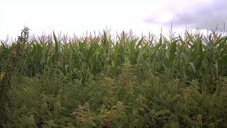 Growing Maize At Haselbury Plucknett